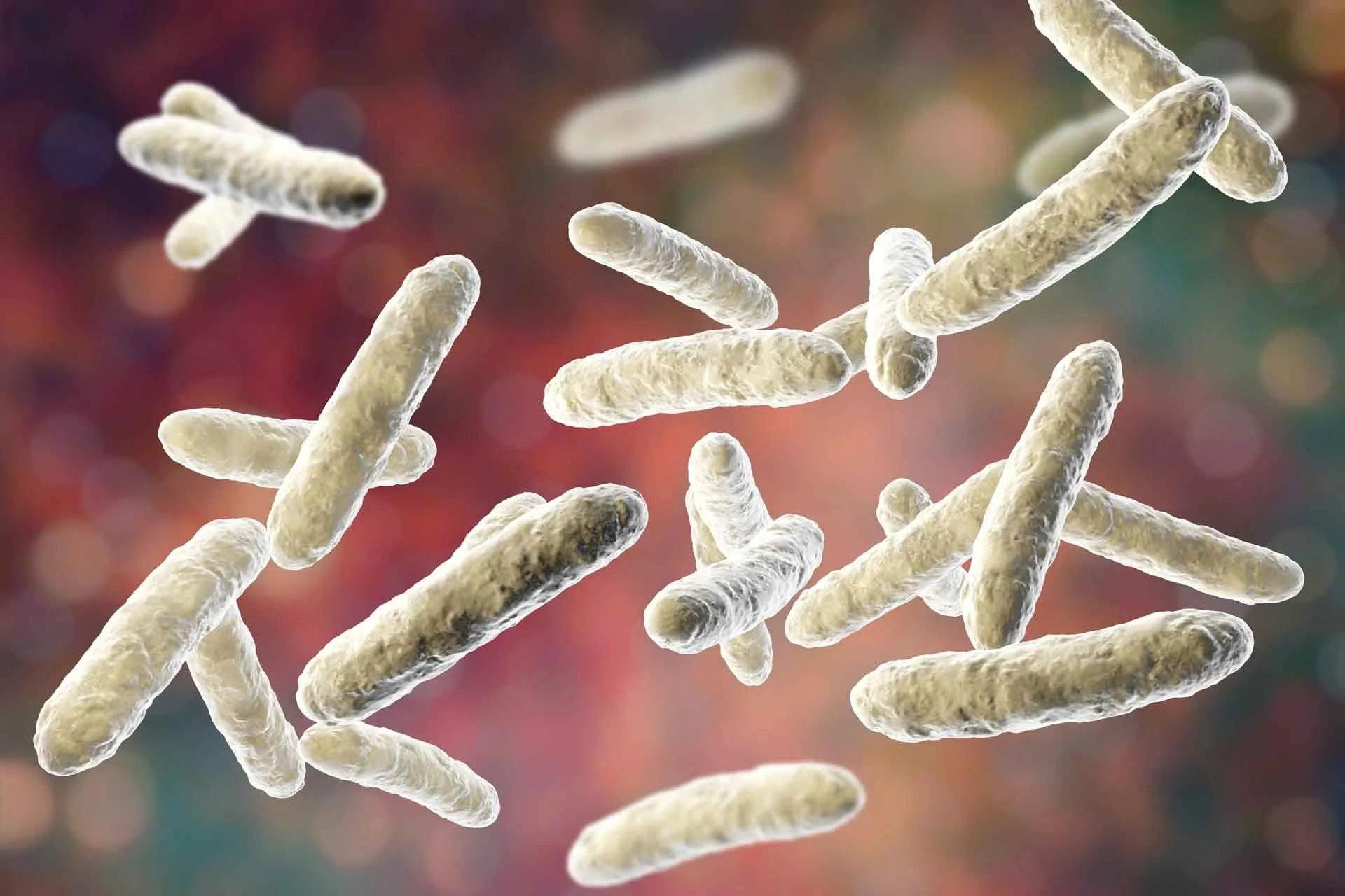Các hiểu lầm thường gặp về lợi khuẩn Bacillus