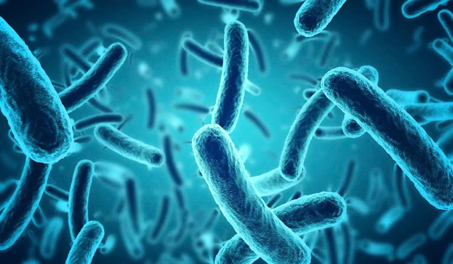 Bacillus clausii là gì? Vai trò của lợi khuẩn này trong cân bằng hệ vi sinh đường ruột
